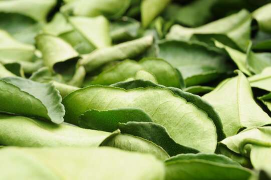 Sun-dried kaffir lime leaves background
