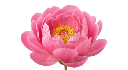 Close-up of a vibrant pink peony flower with delicate petals and yellow stamens © Sapphire