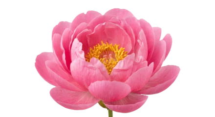 Fotobehang Pioenrozen Close-up of a vibrant pink peony flower with delicate petals and yellow stamens  © Sapphire
