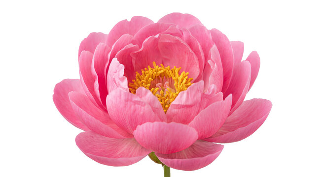 Close-up of a vibrant pink peony flower with delicate petals and yellow stamens