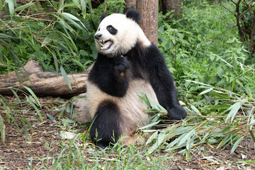 Funny Pose of Giant Panda Eating Fresh Bamboo Leaves © foreverhappy