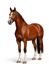 Naklejka premium A majestic brown horse with a white blaze stands against a white background.