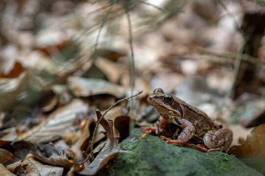 Echter Frosch, Grasfrosch, im Kirnitzschtal in der S&auml;chsischen Schweiz 3