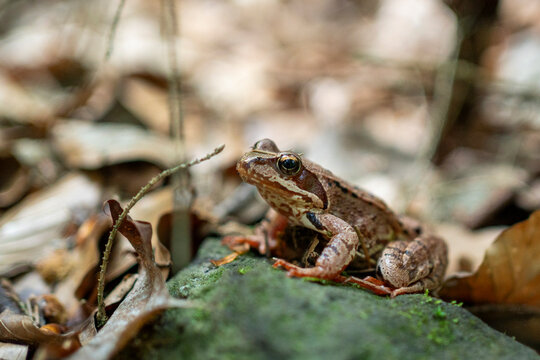Echter Frosch, Grasfrosch, im Kirnitzschtal in der S&auml;chsischen Schweiz 1