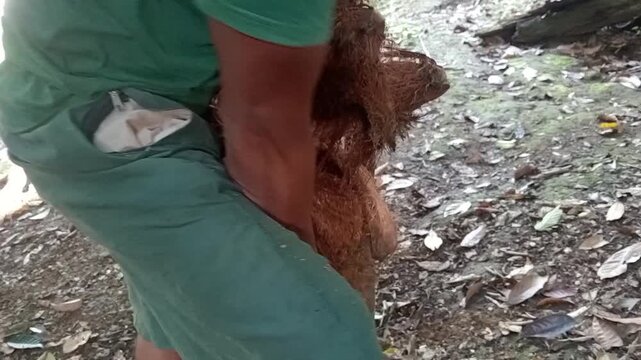 Close-up of a traditional manual coconut husking tool spike removing husk from coconuts in a rural farm.(Arti: Dekat alat penancap pengupas kelapa manual tradisional memisahkan sabut dari kelapa di pe