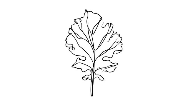 Detailed maple leaf line drawing white background.
