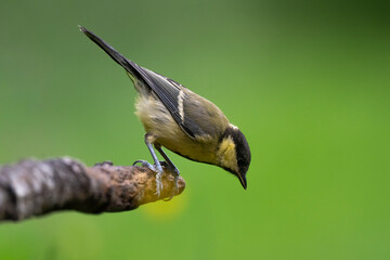 Mésange charbonnière, © JAG IMAGES