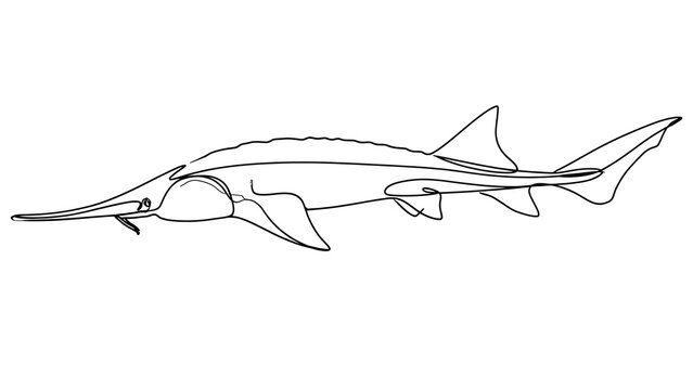 Sawfish line drawing illustration white background.