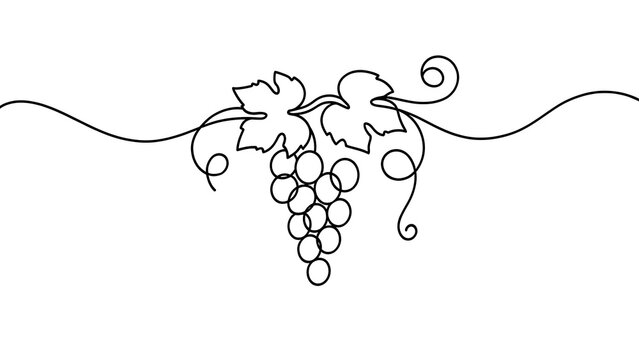 Elegant grape vine illustration on white background.