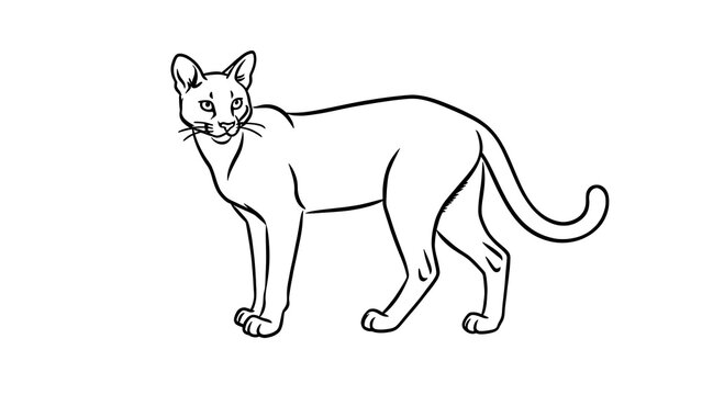 Siamese cat line drawing on white background.