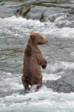 Brown bear cub 909jr facing river waters alone.