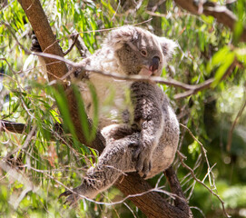 Obraz premium Koala bear sitting peacefully in Eucalyptus tree in Australia.