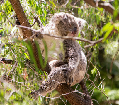 Koala bear sitting peacefully in Eucalyptus tree in Australia.