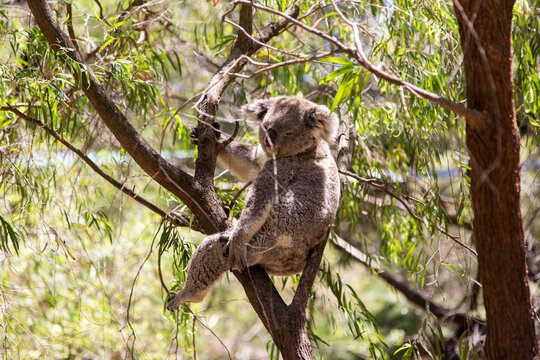Koala bear sitting peacefully in Eucalyptus tree in Australia.
