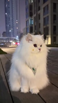 Elegant longhair white cat portrait with glowing night city background