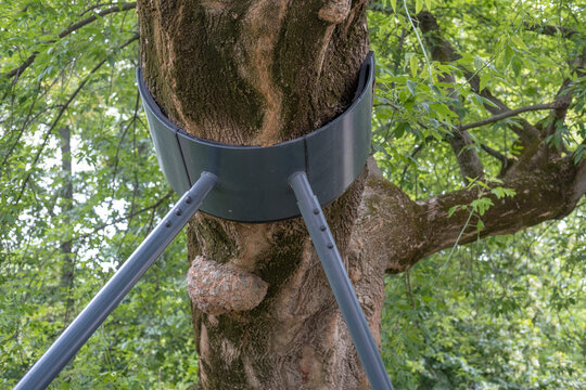 Metal tree support cradle and angled steel braces protecting a massive old trunk surrounded by dense green foliage in a public park