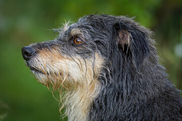 Side profile portrait of a wet scruffy dog with shaggy wire-haired fur, loyal brown eyes looking up against a blurred green nature background. © Stanislav