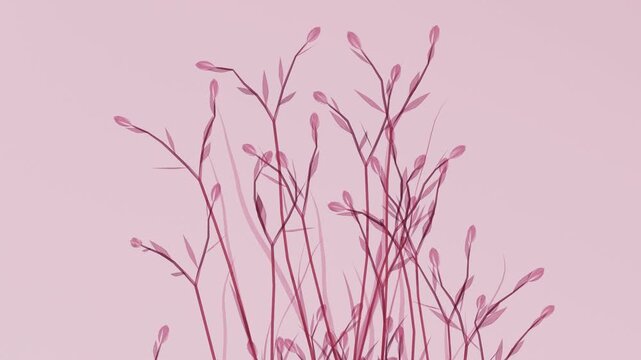 Translucent x-ray pink wild grass stems swaying in wind on soft pink background, delicate transparent meadow twigs with buds, minimalist monochrome botanical abstract nature motion