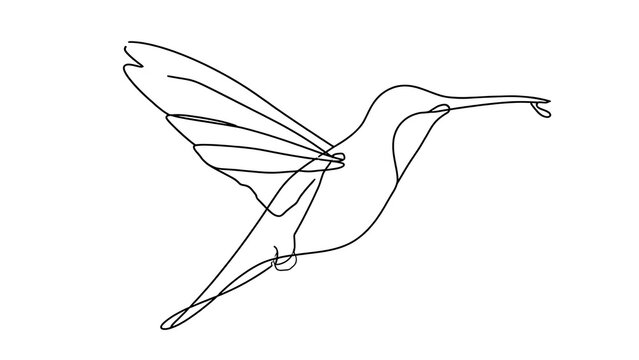Hummingbird line art illustration white background.
