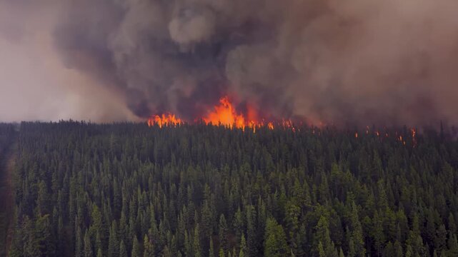  A fireline devouring the treetops in an out-of-control wildfire.
