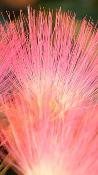 Vertical macro video of the Persian silk tree (Albizia julibrissin) flowers. Crete. Greece