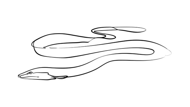 Elegant snake line art illustration white background.