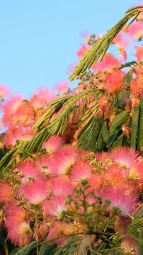 Vertical video of the blooming Persian silk tree (Albizia julibrissin). Crete. Greece