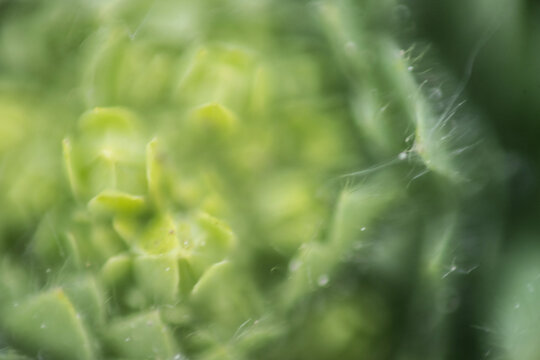 blatt baum makro nah pflanze