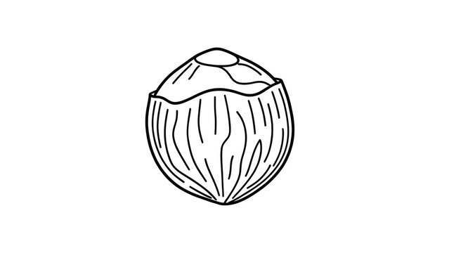 Coconut line art illustration white background.