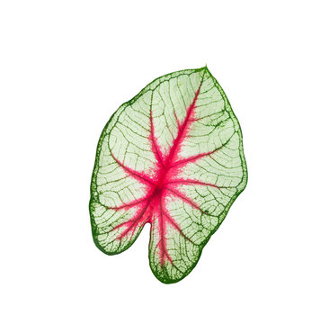 Caladium Bicolor Leaf isolated On White Background.