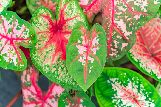 exotic leaf of houseplant with botanic name red Caladium Bicolor Ven