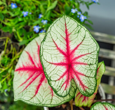 exotic leaf of houseplant with botanic name red Caladium Bicolor Ven