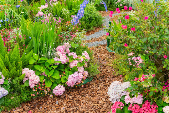 Blooming vibrant purple Hydrangea flowers in garden