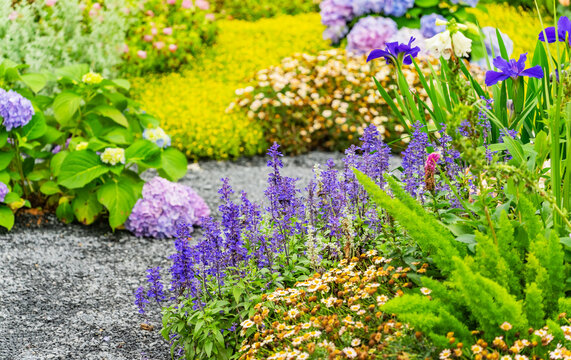 field with many flowers of lavender
