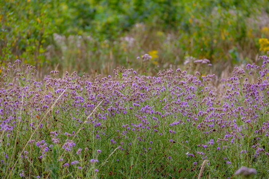 Selective focus of violet blue wildflower in the field with green grass, Creeping Thistle, Cirsium arvense is a perennial species of flowering plant in the family Asteraceae, Nature floral background.