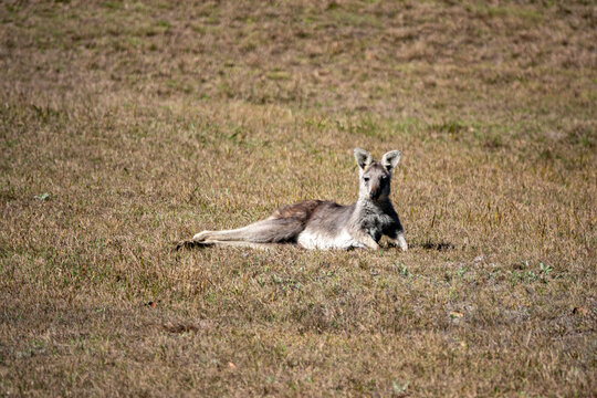 Kangaroo sitting on the ground