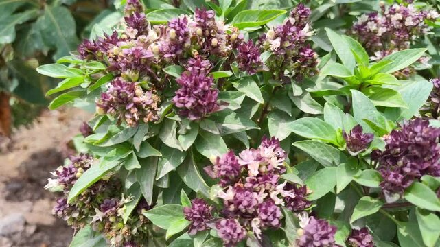 holy plant basil tree tulsi leaf garden flowers