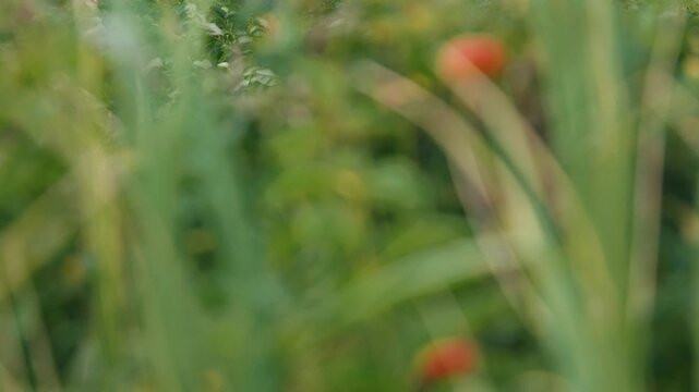 Hamanasu rose hips in the foreground out of focus, with the focus set on the distant background.