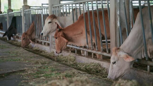Close up of cows feeding on fresh grass in livestock shed agriculture concept.