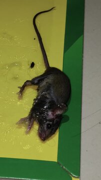 Dead mouse stuck on yellow sticky trap lying still on floor