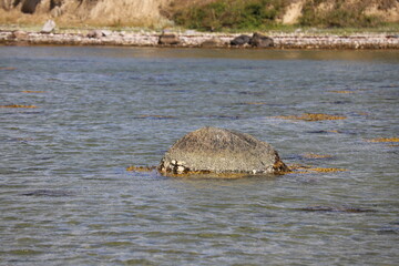 Large boulder in the Baltic Sea © Anja