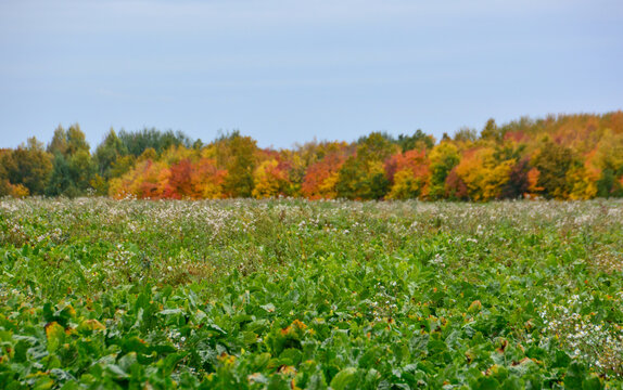 Autumn Forest Landscape with green beet Field