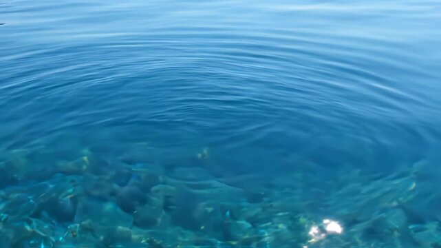 Ripple spreading on clear blue water surface with visible underwater rocks in shallow coastal area