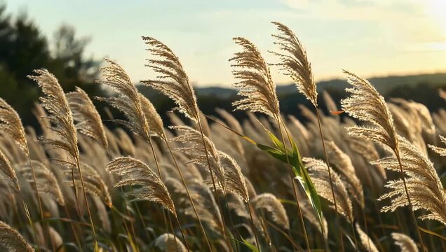 tranquil 4K nature video features tall golden reeds gently swaying and rustling in a soft breeze all set against a softly blurred natural background that effectively evokes a sense of peaceful quiet