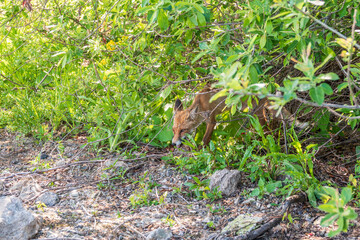 Fototapeta premium The red fox Vulpes vulpes walks along a path in the forest.