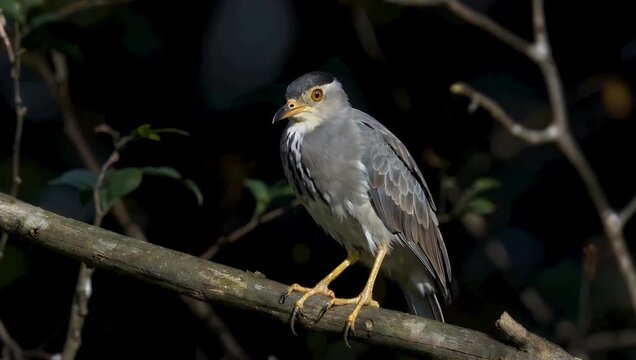 dramatic ultra-high-definition 4K dark-background wildlife shot captures a Chinese pond heron scientifically known as Ardeola bacchus standing perfectly still on a fallen log emphasizing