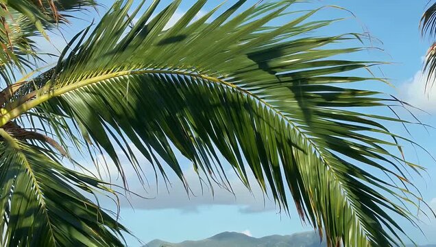 crisp high-resolution 4K clip features palm tree branches isolated on a transparent alpha channel background making it an ideal and versatile visual for travel vacation tourism or tropical