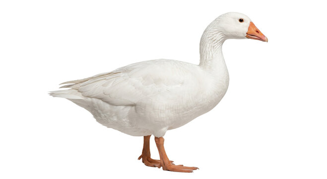 A majestic white goose stands proudly on a transparent background, showcasing its plumage