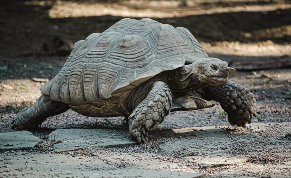 turtle on a rock