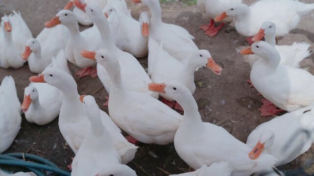 Group of white pekin ducks standing together in organic poultry farm.